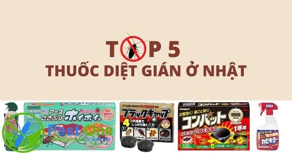 Các loại thuốc diệt gián Nhật phổ biến hiện nay