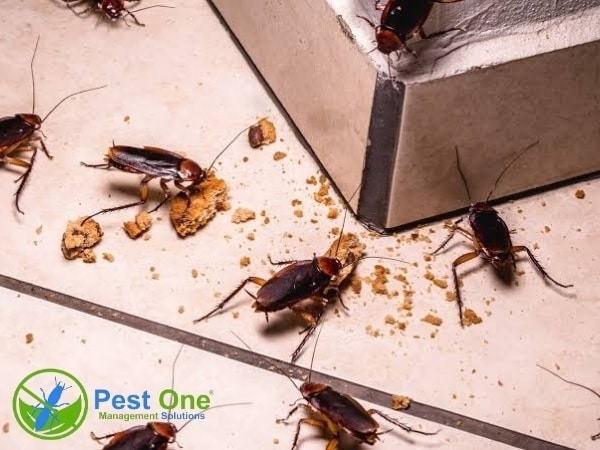 Thuốc nên được đặt tại nơi gián thường xuyên hoạt động