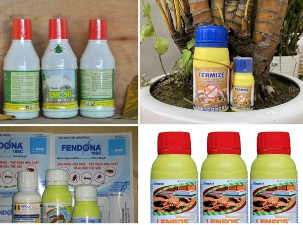 Mua thuốc diệt mối ở đâu uy tín, chất lượng cao?