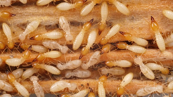 Khi thấy mối mới xuất hiện ở phạm vi nhỏ thì nên mua thuốc tiêu diệt sớm