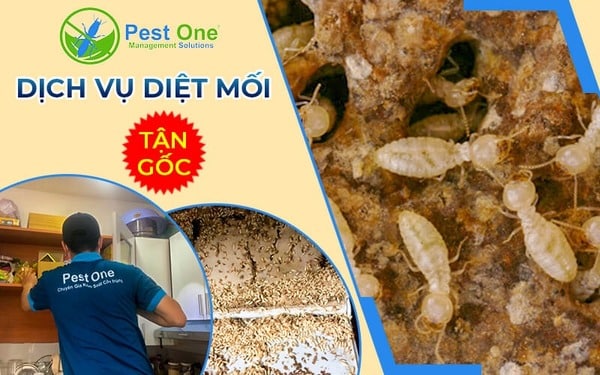 Thuê dịch vụ diệt mối khi mối xuất hiện nhiều và liên tục
