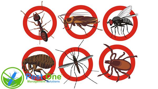 Thuốc diệt côn trùng Permecide 50ec có những ưu điểm