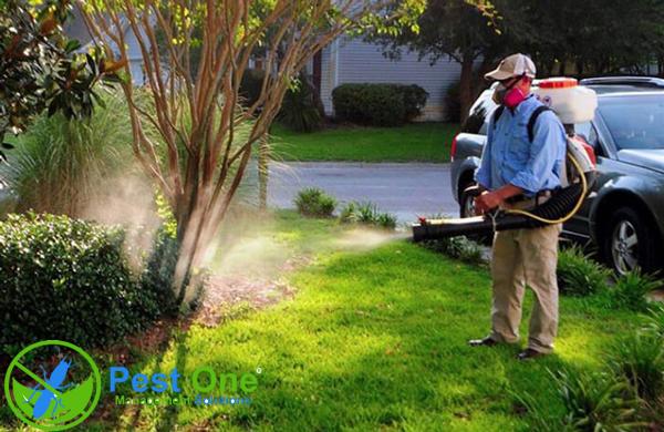 cách diệt muỗi ngoài vườn