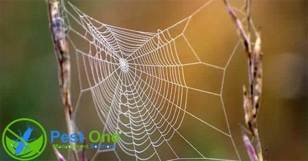Mạng nhện làm mất thẩm mỹ và gây mất vệ sinh cho không gian