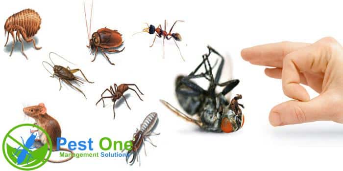 dịch vụ phun thuốc diệt côn trùng tại nhà
