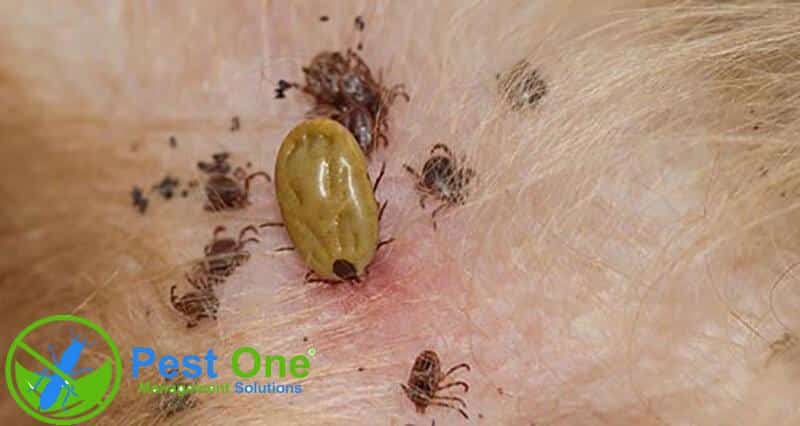 thuốc diệt bọ chét chó