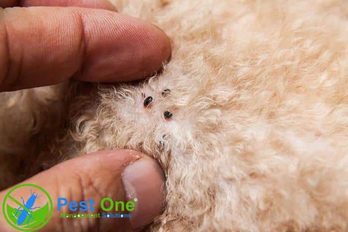 Cách phòng ngừa bọ chét chó