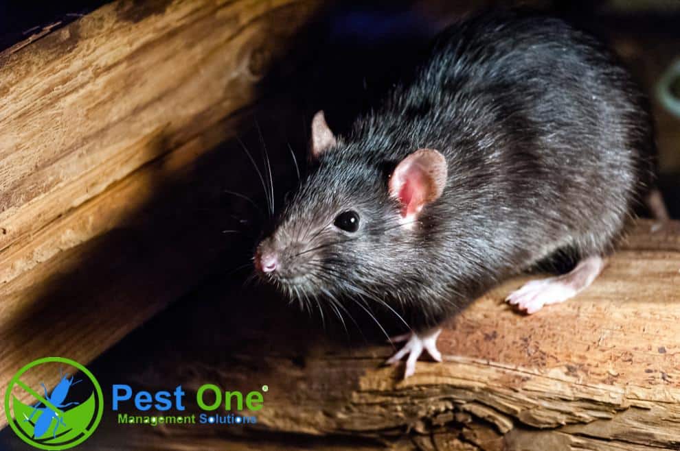 tác hại của chuột đến đời sống