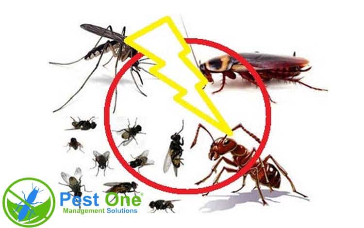 Thuốc diệt côn trùng Permethrin