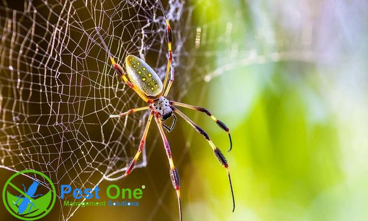 thuốc diệt nhện