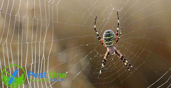 Thuốc diệt nhện trên trần nhà