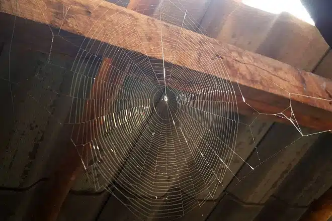 Ngăn ngừa và diệt nhện trên trần nhà