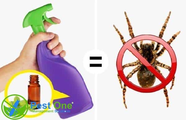 Cách sử dụng thuốc diệt nhện trong nhà