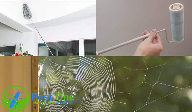 phòng ngừa sự lây lan của nhện