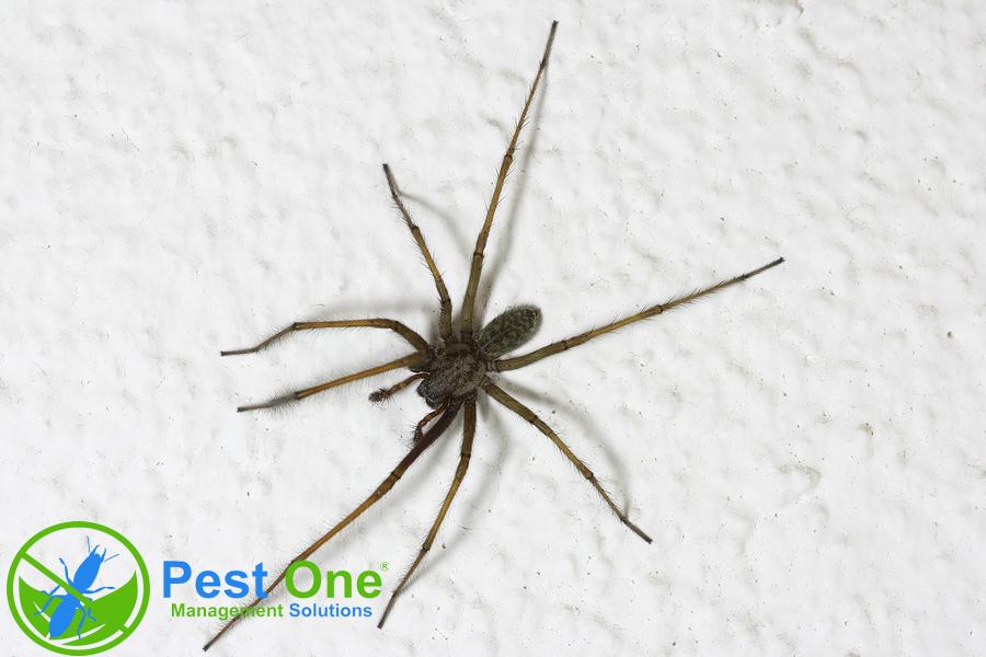 thuốc diệt nhện trong nhà