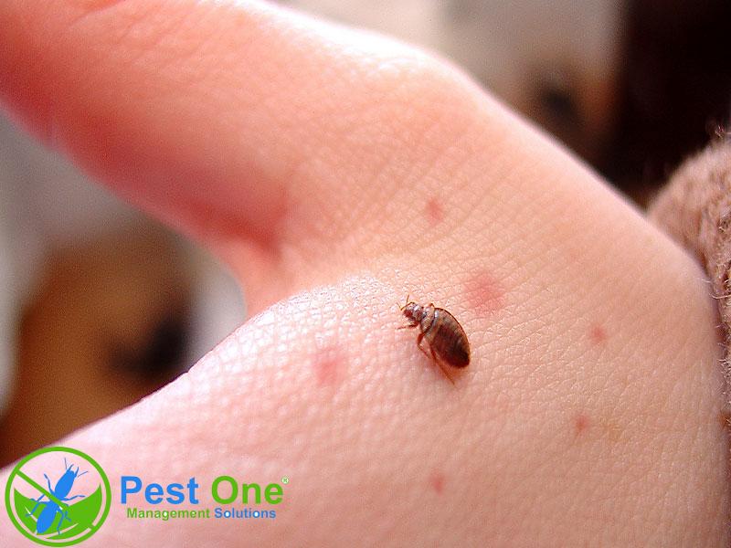 Thuốc diệt rệp giường