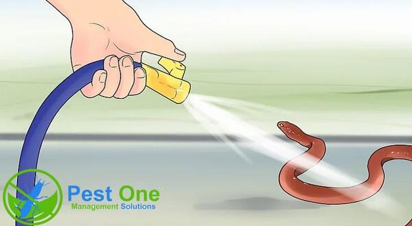 Sử dụng thuốc đuổi rắn đúng liều lượng