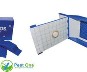 Tấm bẫy mọt Torios bẫy mọt Torios