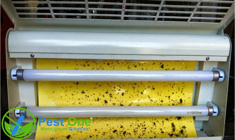 Các loại bóng đèn bắt côn trùng