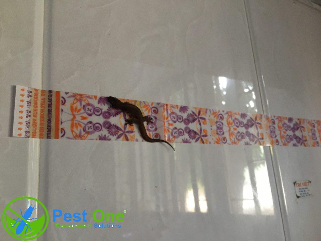 Keo bẫy thằn lằn