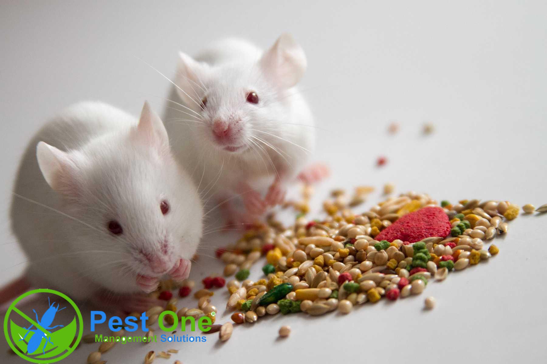 thuốc diệt chuột sinh học là gì