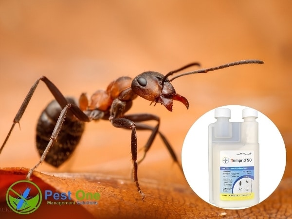 Cần sử dụng thuốc diệt kiến theo đúng hướng dẫn của nhà sản xuất
