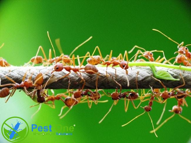 thuốc diệt kiến vàng