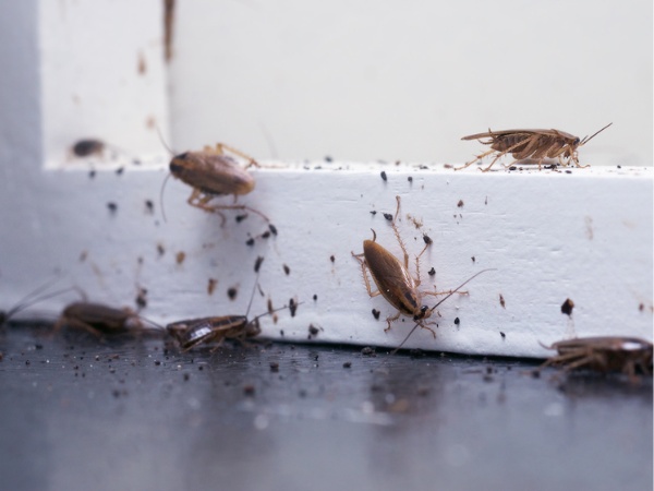 Pest One cung cấp dịch vụ diệt gián Đức tận gốc, giá tốt