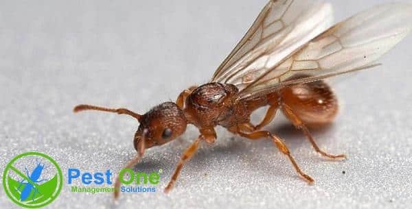 Kiến cánh thường có nhiều vào những ngày mưa