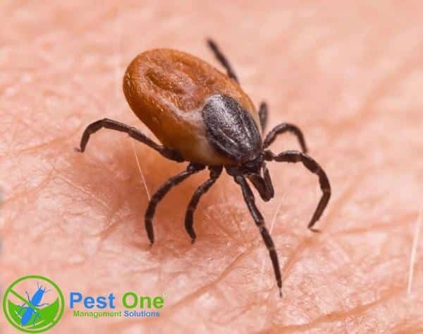 Con bọ ve hút máu động vật