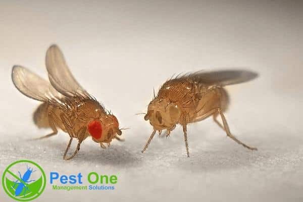 Ruồi giấm thường bu quanh đồ ăn