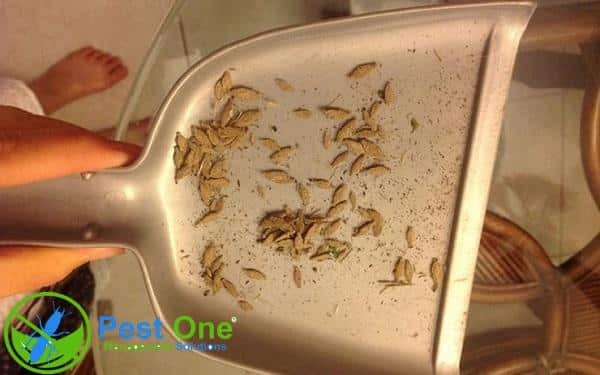 Có nhiều nguyên nhân khiến côn trùng xuất hiện trong nhà