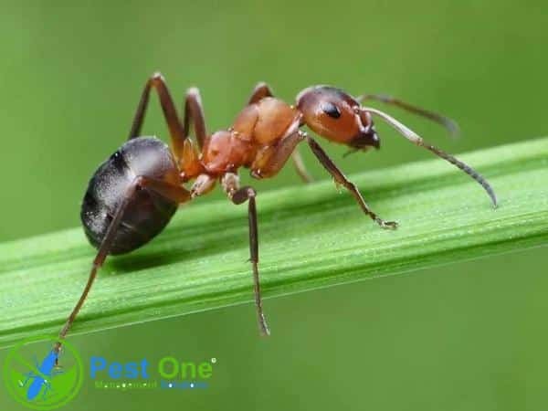 Kiến thường xuất hiện nhiều trong các gia đình