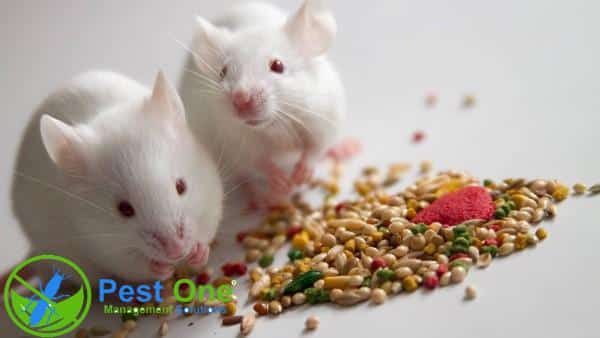 Sử dụng thuốc diệt chuột
