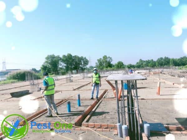 Cần áp dụng cách chống mối khi xây nhà tăng tuổi thọ cho công trình