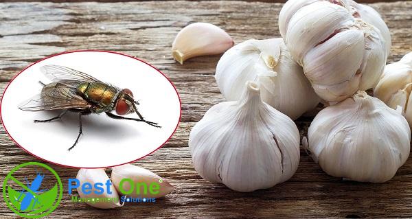 Vị hăng của tỏi giúp đuổi ruồi hiệu quả