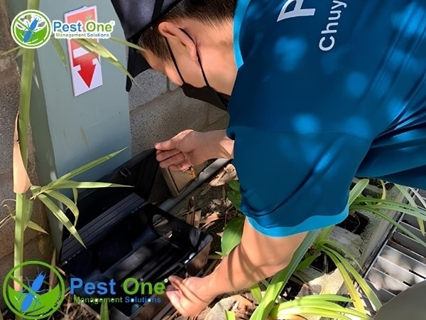 Dịch vụ diệt mọt kho tại công ty diệt côn trùng