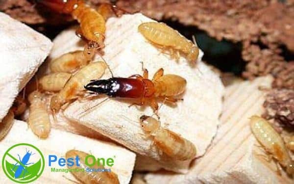 Quy trình phòng chống mối cho công trình xây dựng