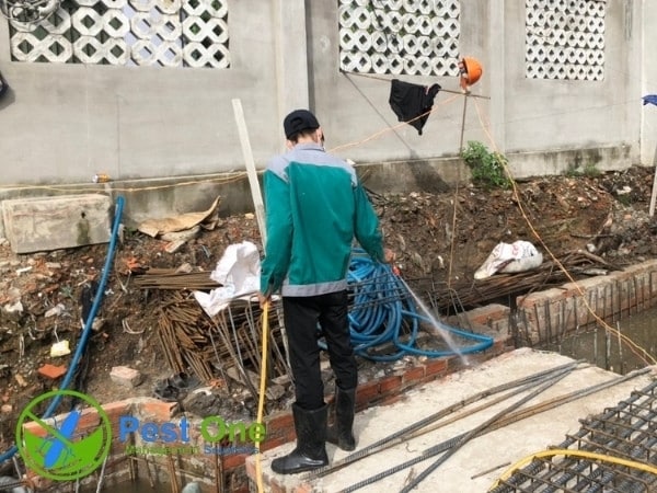 Tại sao cần phòng chống mối cho công trình xây dựng