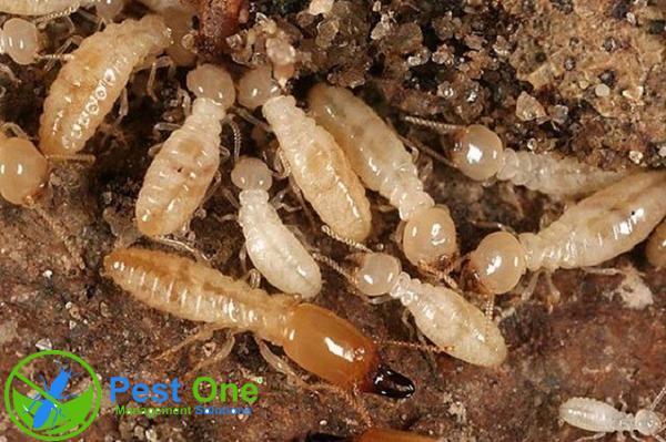 Có thể phòng chống mối bằng phương pháp kết hợp