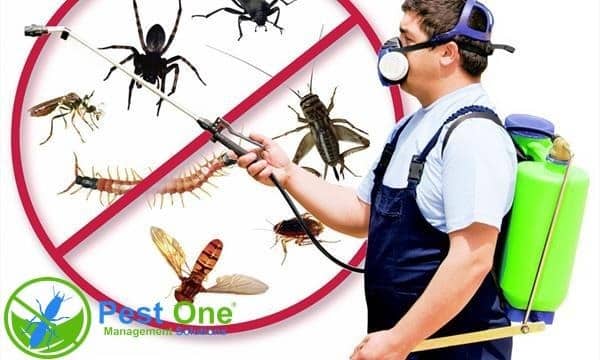 Giải đáp thuốc diệt côn trùng có độc không?