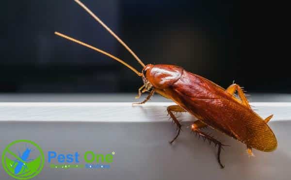 diệt gián dưới cống