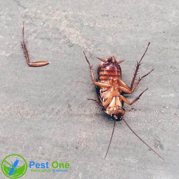 Việc đập gián tiềm ẩn nhiều nguy cơ gây hại cho sức khỏe