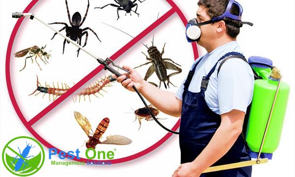 Cách sử dụng thuốc diệt côn trùng an toàn