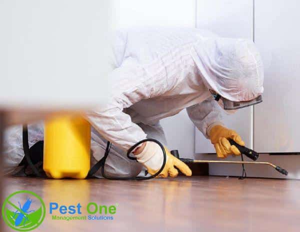 Thuốc diệt mối mọt