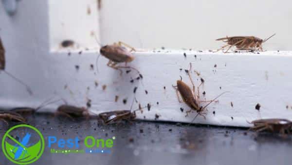 Nếu sống trong điều kiện khắc nghiệt thì gián có thể có tuổi thọ ngắn hơn