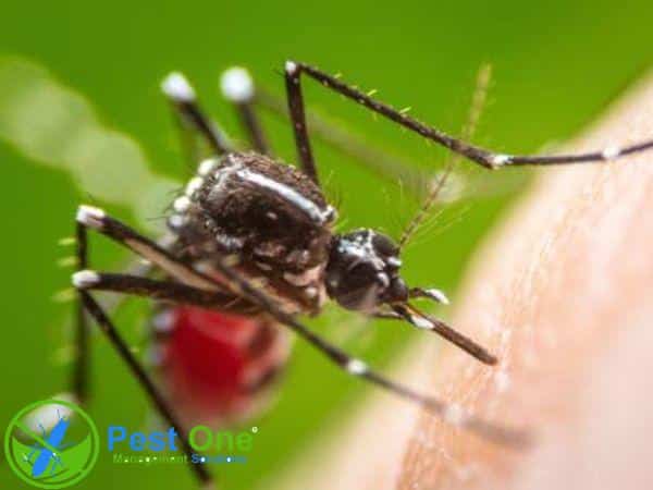 Môi trường sống của muỗi như thế nào?