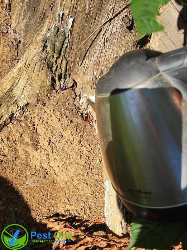 Dùng nước sôi phá tổ kiến lửa