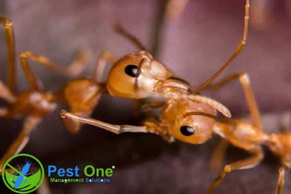 Kiến lửa có kích thước nhỏ, màu đỏ hoặc nâu đỏ