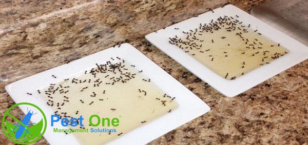 Dùng bẫy thức ăn để diệt cả đàn kiến